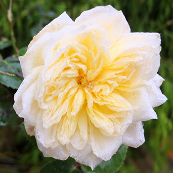  Flowering by the patio. 