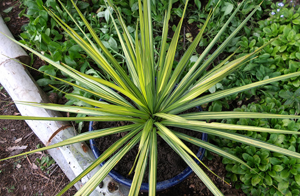  Striped gold and green. 