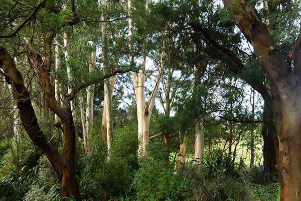  More Eucalpytus trees than Wattles. 