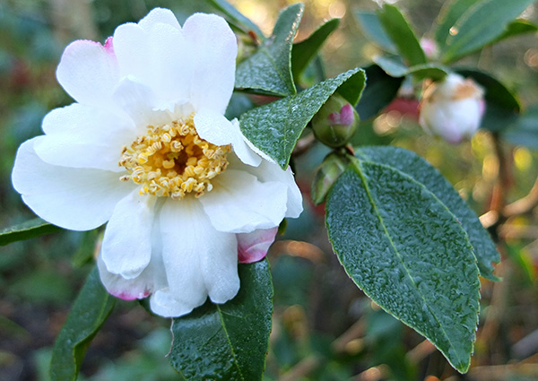  In the morning frost. 