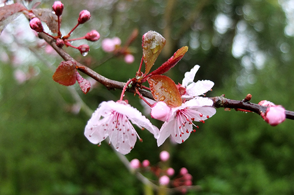  One of the early Prunus trees 