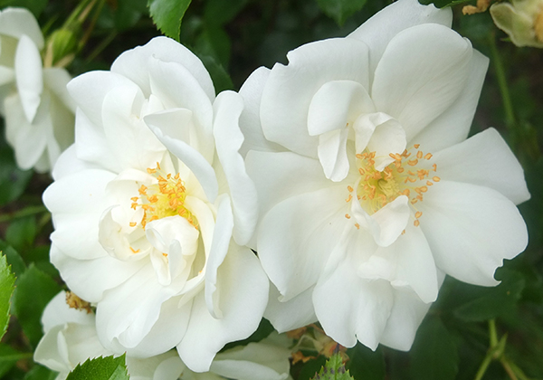  Creamy whites in the summer garden. 