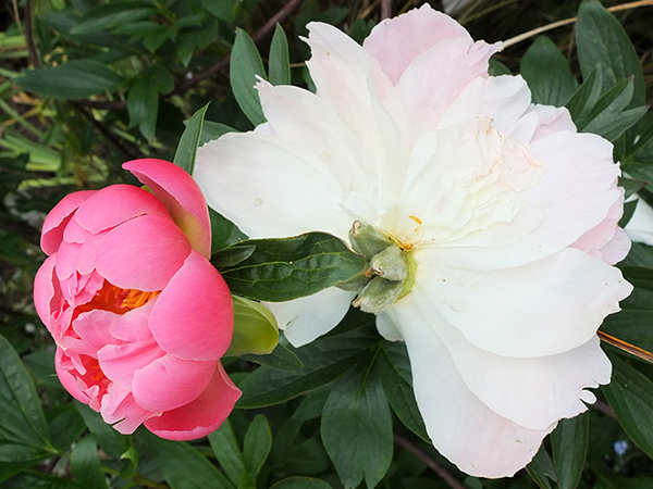  A coral coloured variety. 