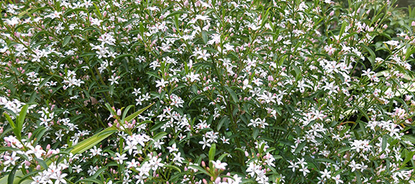  Pretty little white star flowers. 