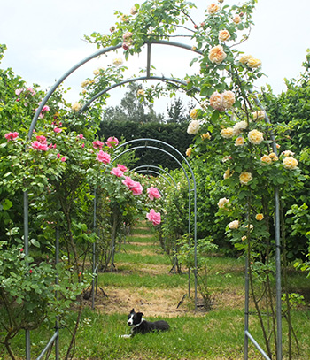  Checking out the roses. 