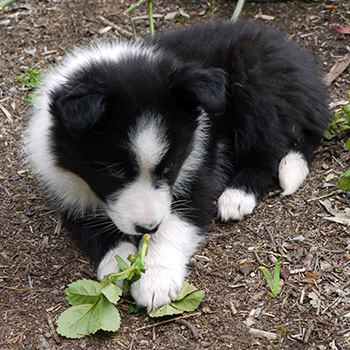  A border collie. 