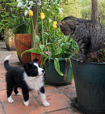  Histeria the tabby contemplates nuisance Winnie. 