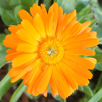  These wonderful annuals will flower all year round. 