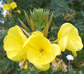  Evening Primrose - a sunny weed! 