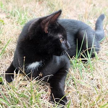  A slinky, shiny kitten! 