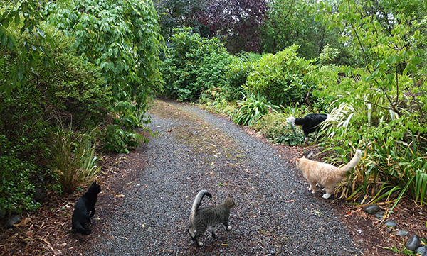  Kittens, big Fluff-Fluff the cat, and Winnie the puppy. 