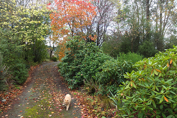  The Cotinus is turning orange. 