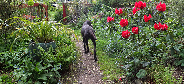  On the path by the red rhododendron. 