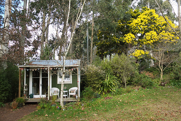  The Wattle trees are flowering. 