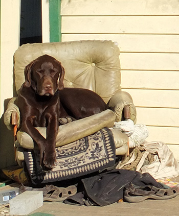  Shining dog-fur in the winter sun. 