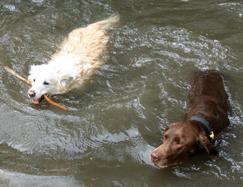  Escher is the big brown dog. 