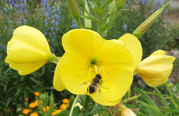  Enjoyed by a bee. 