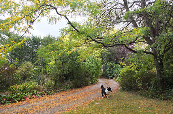  Winnie and the first autumn leaves. 