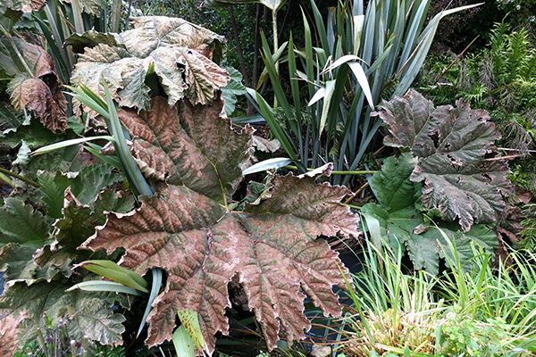 Gunnera is a giant-leaf perennial. 