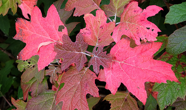  Autumn colours! 