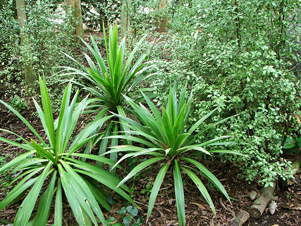  The fat-leafed Cordylines are much tidier to grow. 