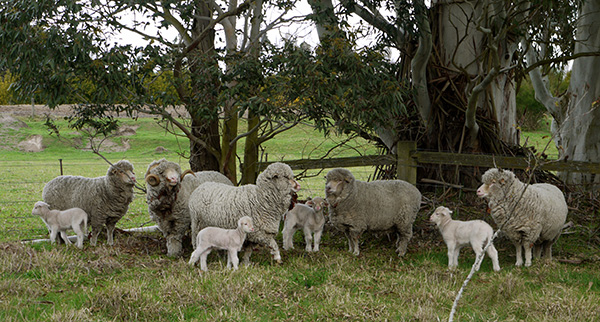  With their mothers and Charles the merino ram. 