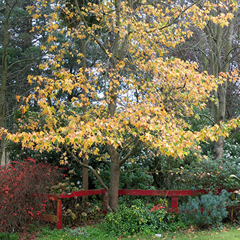  The liquidambar, one of the last trees to shed. 