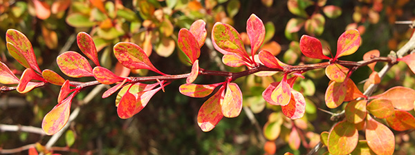  Fiery red mixed with green. 