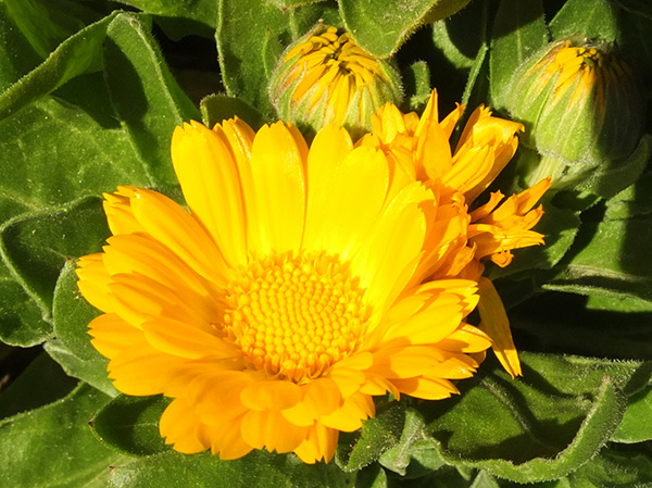  Self-Sown in the Allotment Garden. 