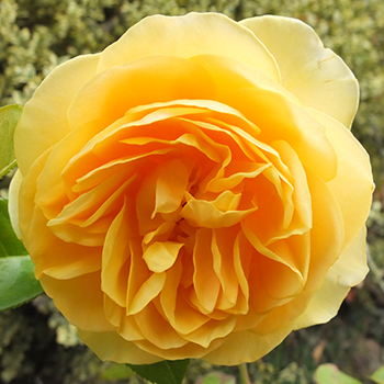  Favourite yellow rose. 