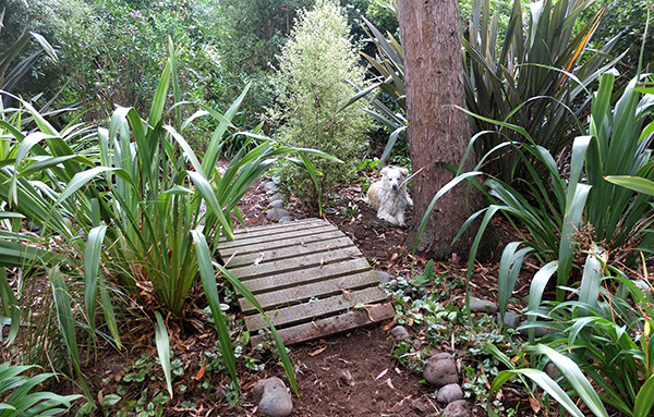  The path used to push through the Phormiums on the very laft of this photograph. 