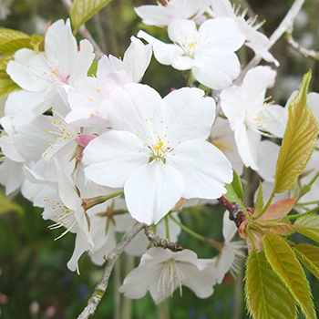  A weeping cherry in the driveway. 