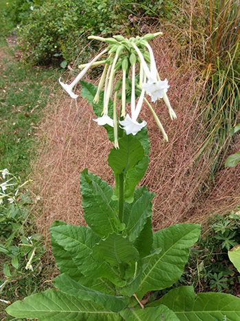  Woodland tobacco plant. 