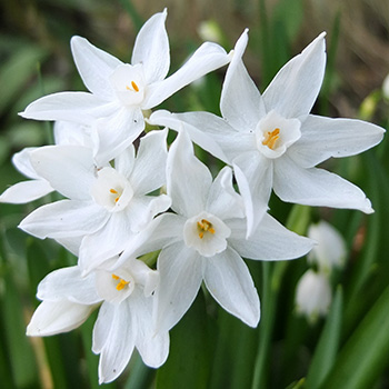  A pretty Narcissus. 