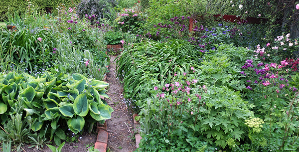  I love the big hostas. 