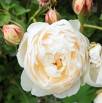  A stunning and healthy David Austin rose. 