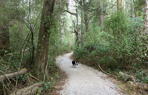  The nig trees are mainly Firs and Macracarpas. 