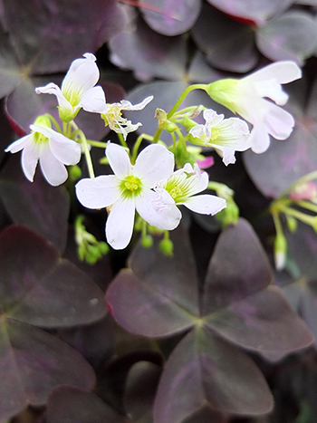  A purple leaf variety, in a pot. Not a weed! 