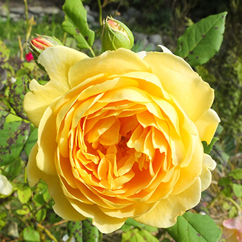  One of the best ever yellow roses? I think so! 