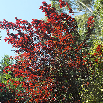  Just the plainest of trees, but such pretty foliage. 