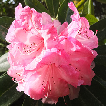  The biggest rhododendron in my garden. 