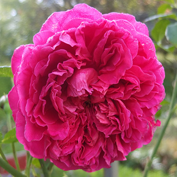  A David Austin rose. 