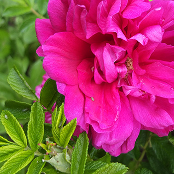  My rugosa hedge in part of the Allotment Garden. 