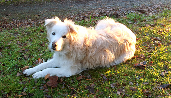  I like barking at the birds... 