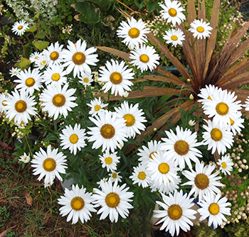  Mid-summer beauties. 