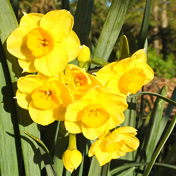 Early jonquils. 
