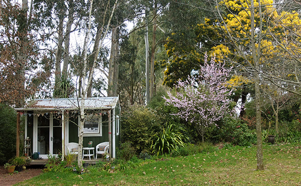  A prunus nigra. 