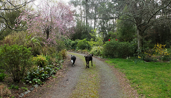  New pink blossom on the left, Forsythia on the right. 