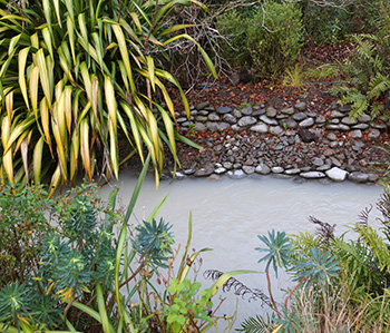  And a large Phormium. 