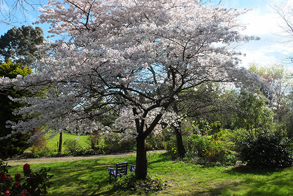  Please wind - not to blow all the blossom off! 